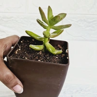 Red Sedum Succulent 
