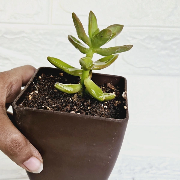 Red Sedum Succulent 