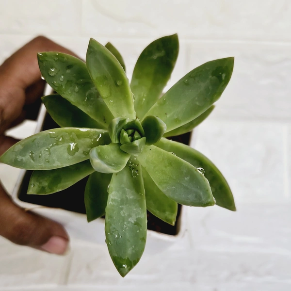 Sedum Adolphii Succulent 