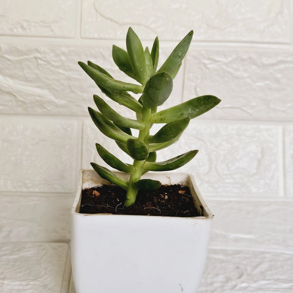 Sedum Adolphii Succulent 