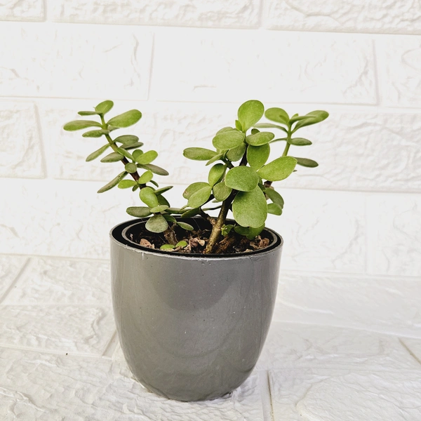 Small Pots