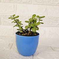 Small Pots