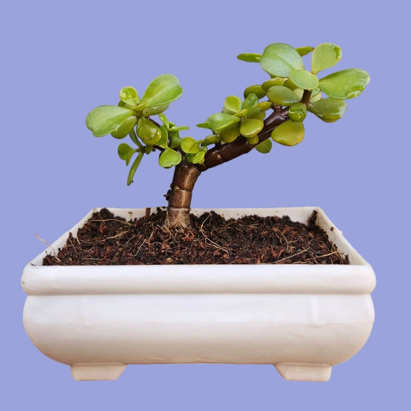 Mini Bonsai Pot - 