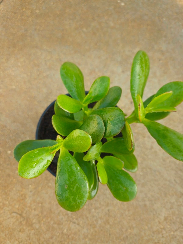 Crassula Ovata (Big Jade) Plant