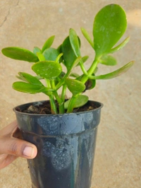 Crassula Ovata (Big Jade) Plant