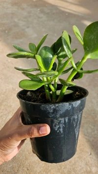 Crassula Ovata (Big Jade) Plant