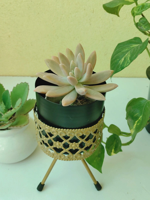 Metallic Planter