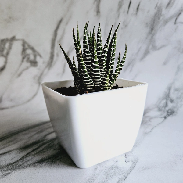 Small White Succulent Pots Pack Of 5