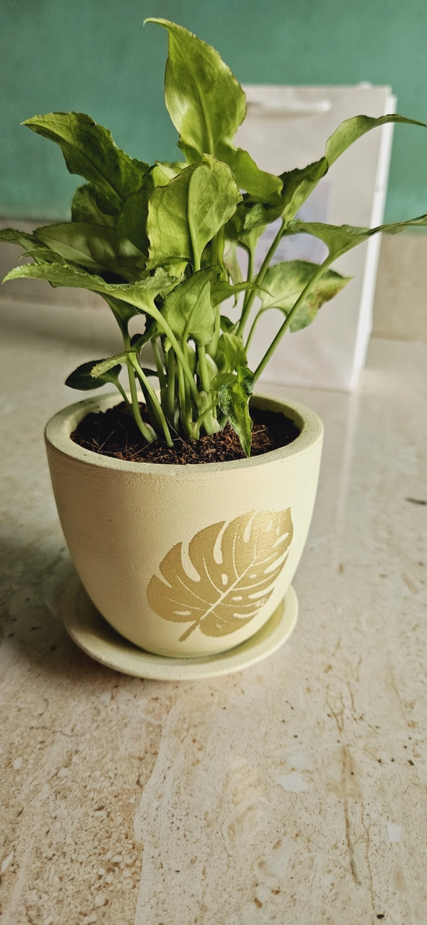 Terracotta Pot With Plate - Only Pot