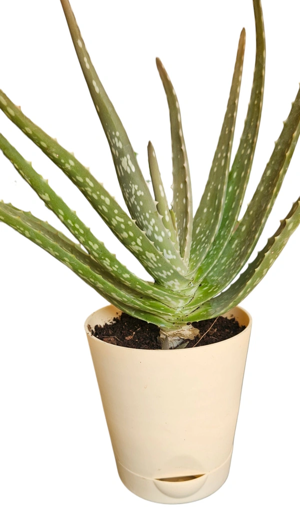 Self Watering Planter With Plant - With Aloevera, White