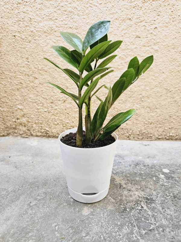Self Watering Planter With Plant - With Green ZZ Plant, White