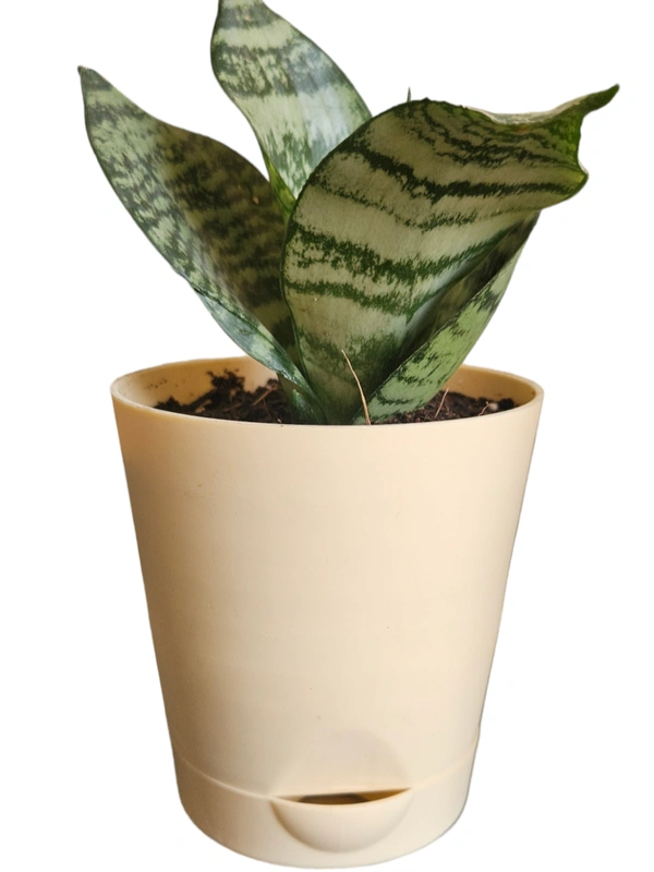 Self Watering Planter With Plant - With Dwarf Snake Plant, White