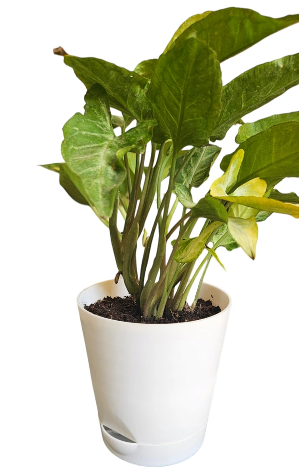Self Watering Planter With Plant - With Syngonium, White