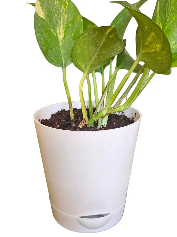 Self Watering Planter With Plant - With Money Plant, White