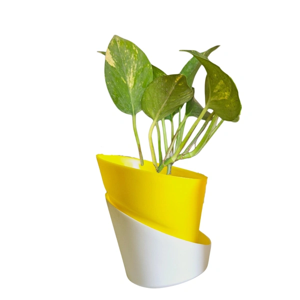 Self watering planter with plant - With Money Plant