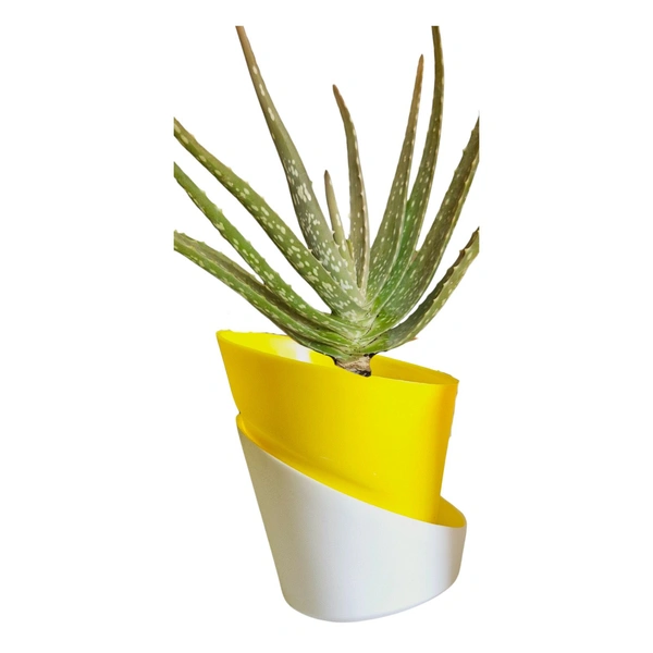 Self watering planter with plant - With Aloevera
