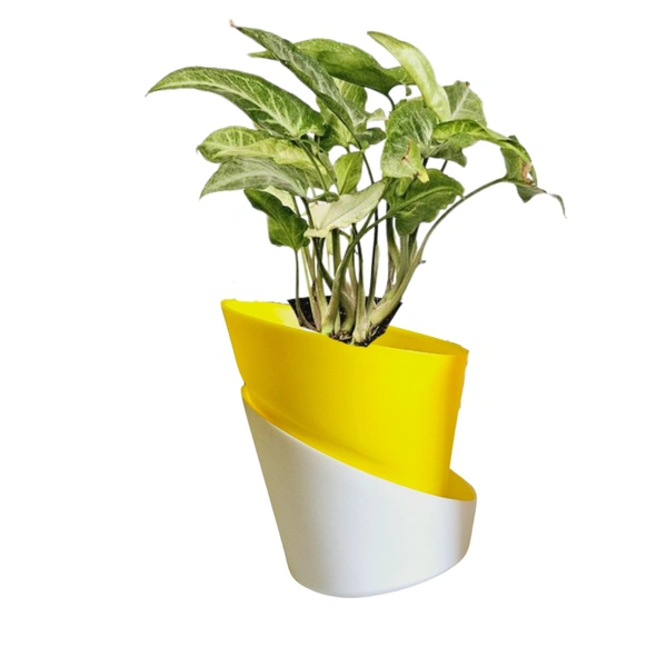 Self watering planter with plant - With Syngonium