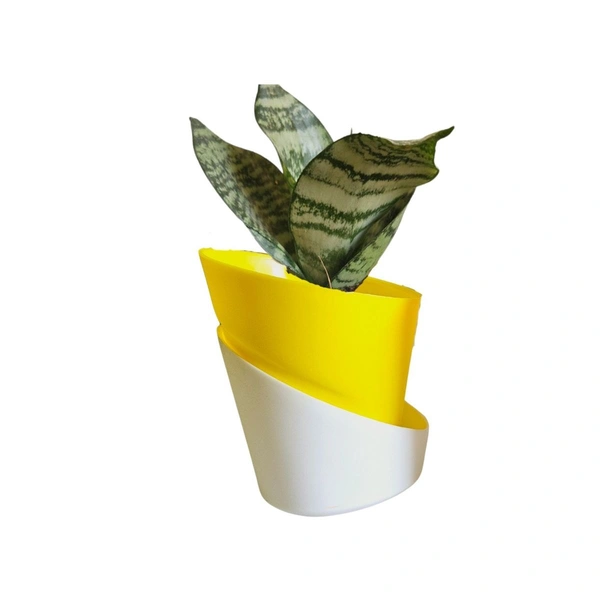 Self Watering Pot With Dwarf Snake Plant - Yellow