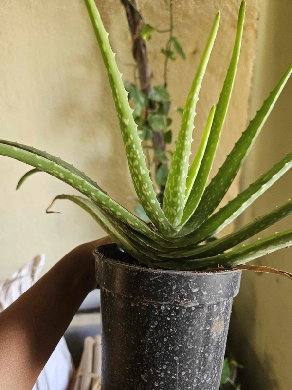 Aloevera 