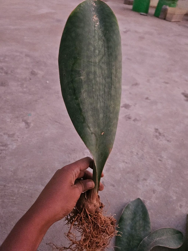 Whalefin Sansevieria