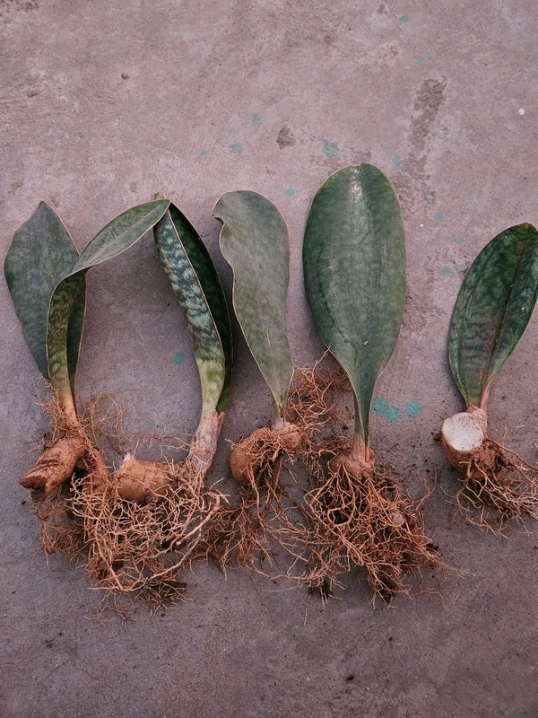 Whalefin Sansevieria