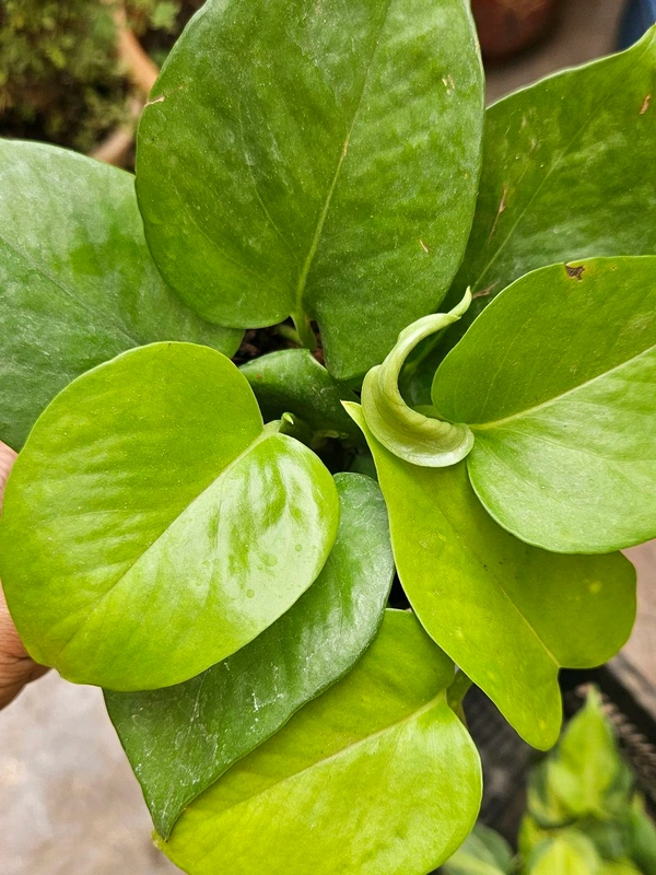 Money Plant