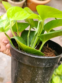 Money Plant