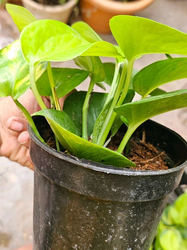 Money Plant