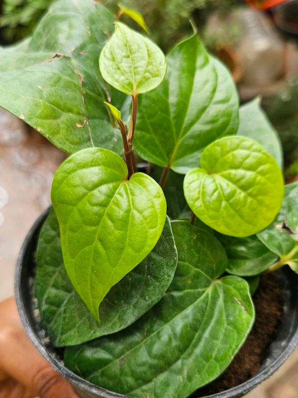 Betel Leaf Plant