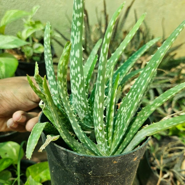 Alovera Full Pot