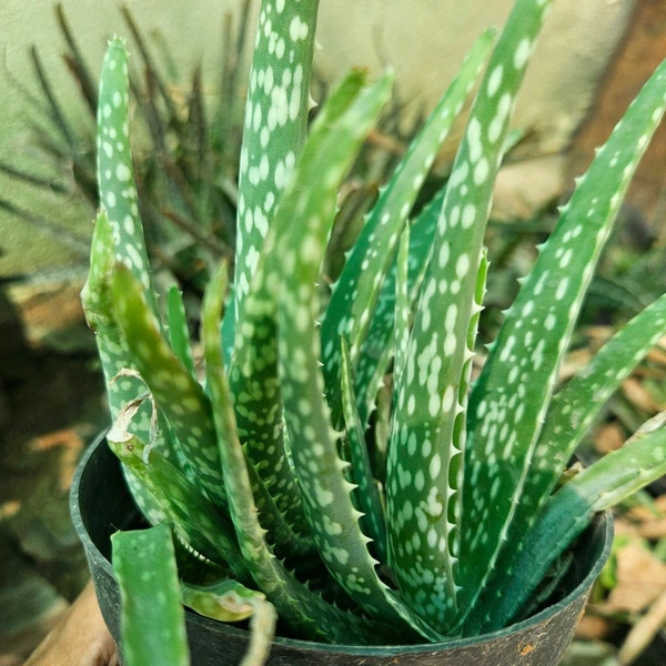 Alovera Full Pot