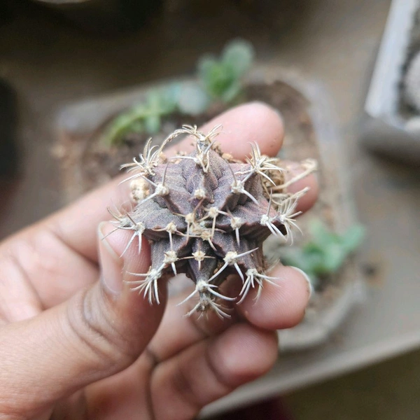 Gymno Cactus