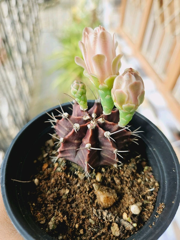Gymno Cactus