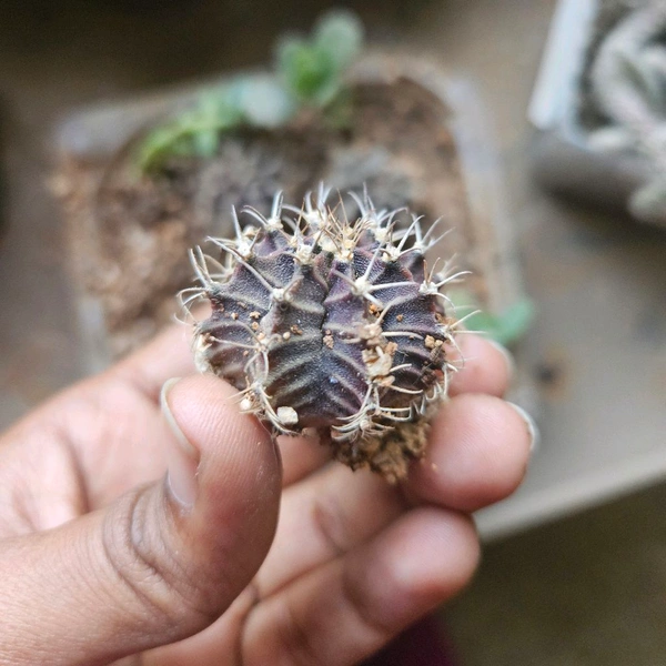 Gymno Cactus