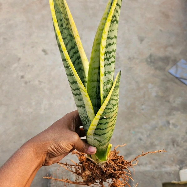 Golden Sansevieria Medium