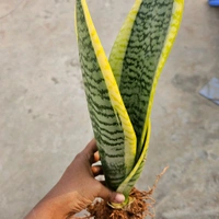 Golden Sansevieria Medium