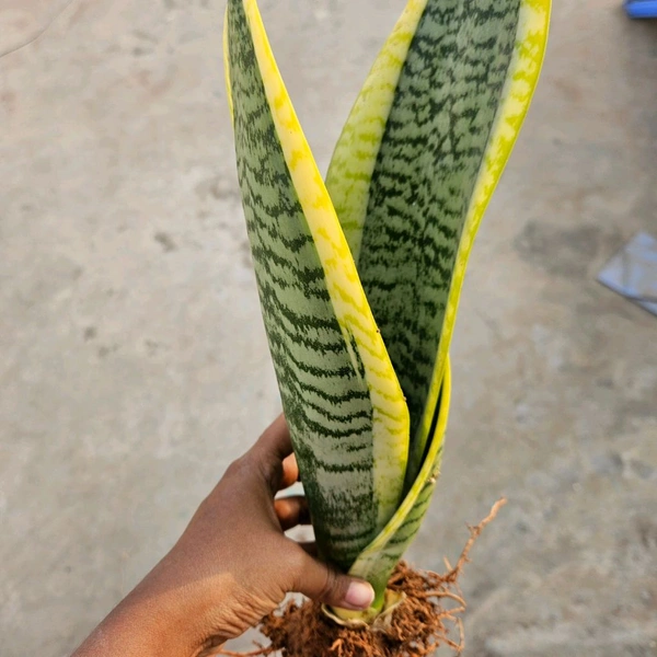 Golden Sansevieria Medium