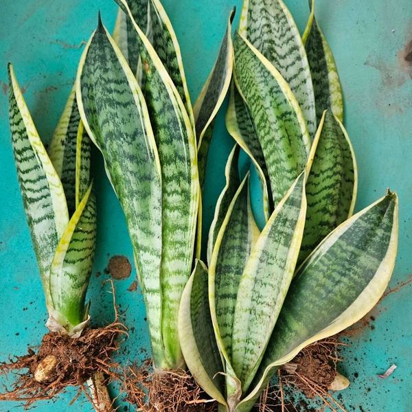 Golden Sansevieria Medium