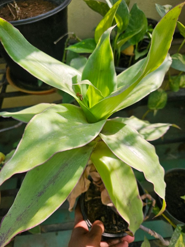 Basket Plant
