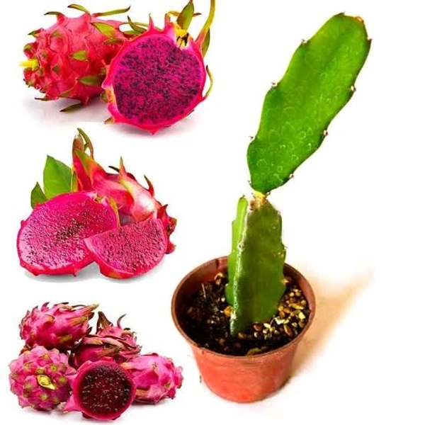 Dragon Fruit Plant