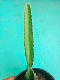 Dragon Fruit Plant