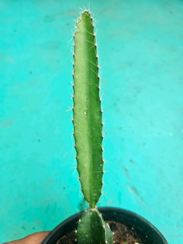 Dragon Fruit Plant