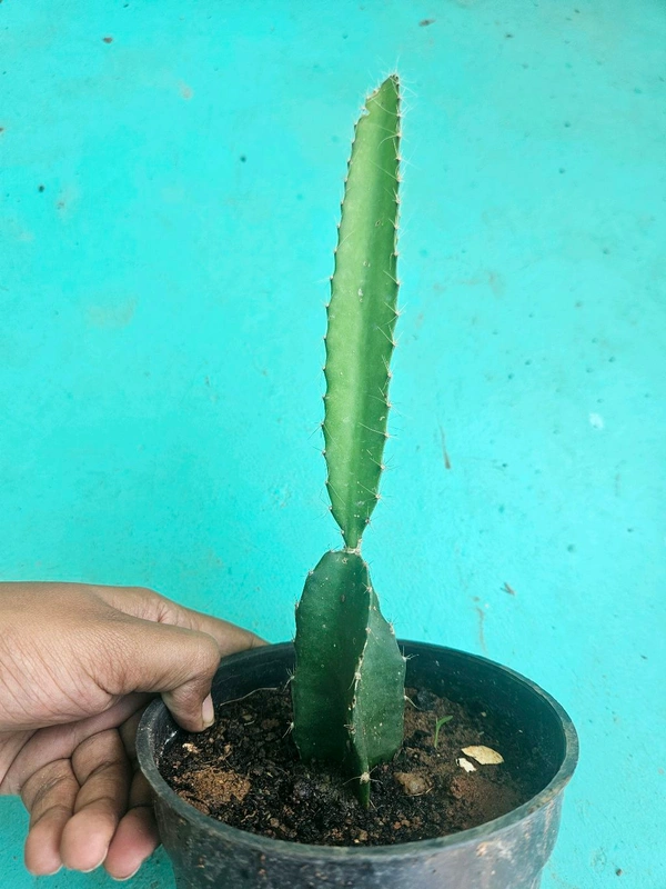 Dragon Fruit Plant