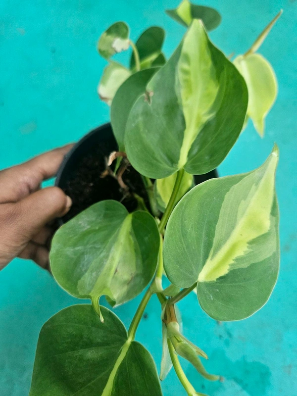 Philodendron Brasil