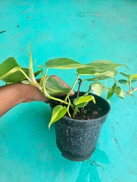 Philodendron Brasil