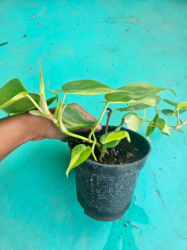 Philodendron Brasil