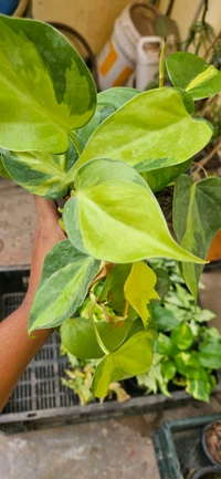 Philodendron Brasil