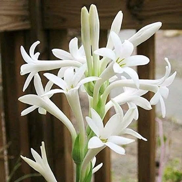 Rajanigandha Flower Plant