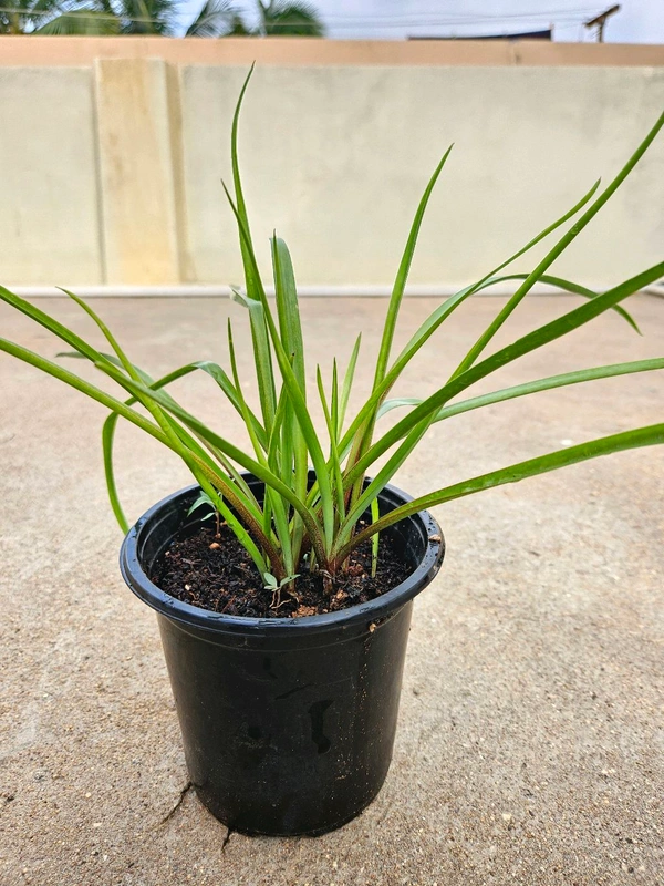 Rajanigandha Flower Plant