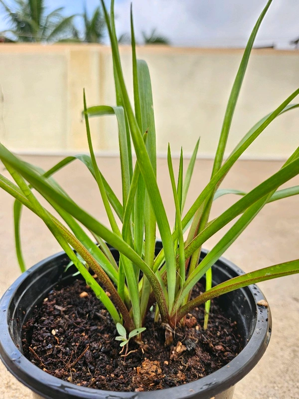 Rajanigandha Flower Plant